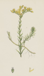 Sedum albescens; Glaucous Stone-crop