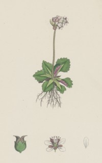 Saxifraga nivalis; Alpine clustered Saxifrage