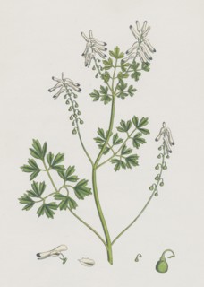 Fumaria Pallidiflora; Pale flowered Fumitory
