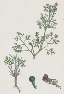 Fumaria Vaillantii; Vaillant's Small-flowered Fumitory
