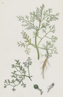 Fumaria parviflora; Lamark's small flowered Fumitory