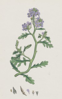 Cakile maritima; Sea Rocket
