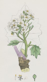 Crambe maritima; Sea Kale