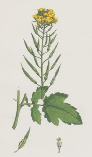 Brassica alba; White Mustard