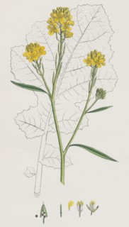 Brassica nigra; Black Mustard