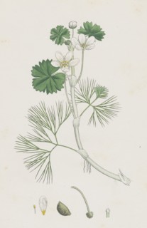 Ranunculus heterophyllus; Various leaved Water-crowfoot