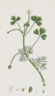 Ranunculus Baudottii, var. B; Confusa
