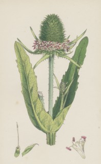 Dipsacus Fullonum; Cultivated Teasel