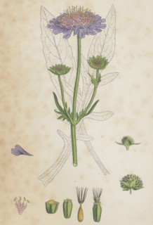Scabiosa arvensis; Field Scabious