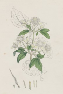 Clematis Vitalba; Common Traveller's Joy