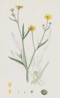 Ranunculus eu-Flammula; Lesser Spearwort