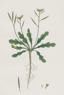 Brassica viminea; Small Sand Rocket