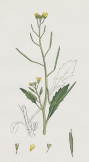 Brassica muralis; Common Sand Rocket
