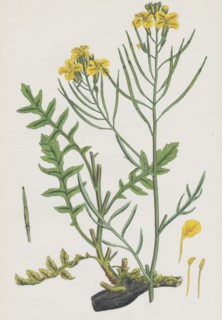Brassica Cheiranthus; Tall wallflower-cabbage
