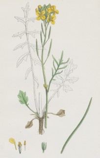Brassica eu-monensis; Dwarf wallflower-cabbage