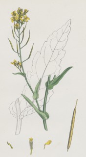 Brassica Napus; Rape
