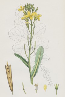 Brassica oleracea; Sea Cabbage