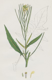 Sisymbrium Irio; London Rocket
