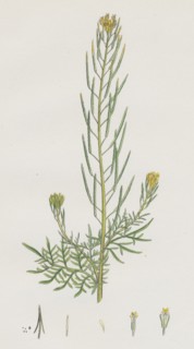 Sisymbrium Sophia; Flix-weed