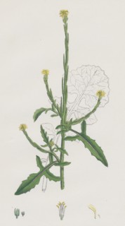 Sisymbrium officinale; Common Hedge-mustard