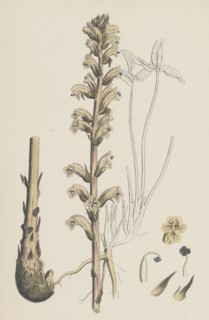 Orobanche eu-minor; Lesser Broom-rape