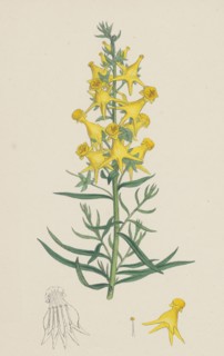 Linaria vulgaris, Peloria; Yellow Toadflax, monstrous state