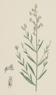Linaria vulgari repens; Hybrid between Yellow and Striped Toadflax