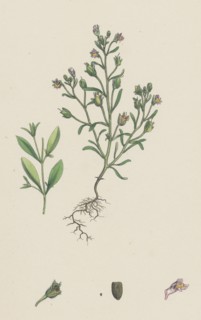 Linaria minor; Lead Toadflax