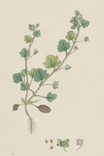 Veronica hederifolia; Ivy-leaved Speedwell
