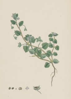 Veronica polita; Grey Procumbent Speedwell