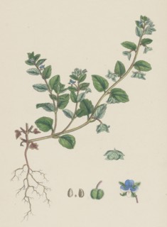 Veronica agrestis; Green Procumbent Speedwell