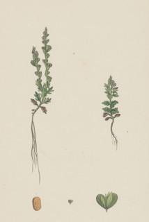 Veronica verna; Vernal Speedwell