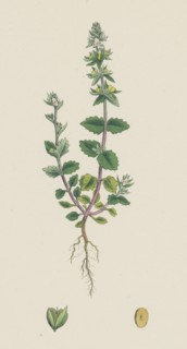 Veronica arvensis; Wall Speedwell
