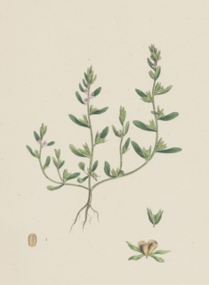 Veronica peregrina; Annual Smooth Speedwell