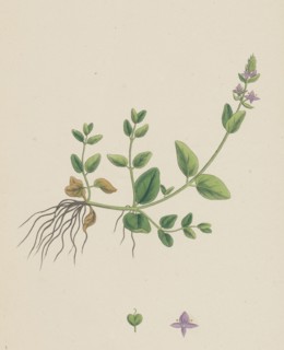 Veronica humifusa; Prostrate Smooth Speedwell