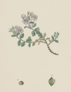 Veronica saxatilis; Blue Rock Speedwell