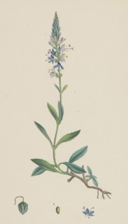 Veronica spicata, var. genuina; Spiked Speedwell, var. a.