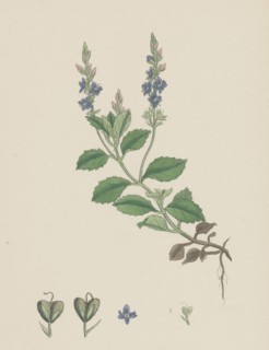 Veronica officinalis, var. genuina; Common Speedwell, var. a.