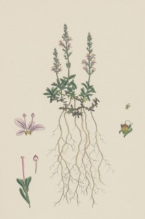 Veronica officinalis, var. hirsuta; Common Speedwell, var. B.
