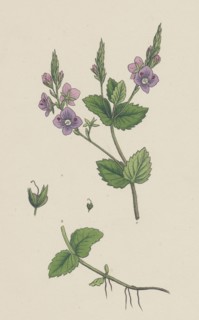 Veronica Chamaedrys; Germander Speedwell
