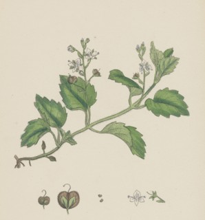 Veronica montana; Mountain Speedwell