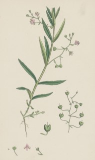 Veronica scutellata; Marsh Speedwell