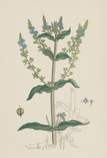 Veronica Anagallis; Water Speedwell
