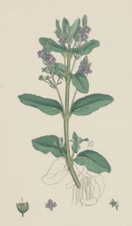 Veronica Beccabunga; Brooklime