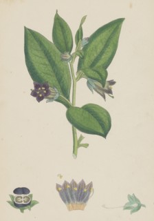 Atropa Belladonna; Deadly Nightshade
