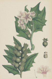 Hyoscyamus niger; Common Henbane