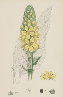 Verbascum Thapsus; Great Mullein