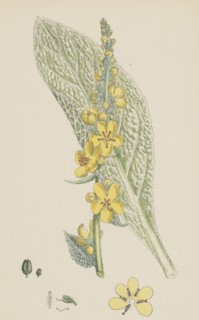 Verbascum pulverulentum; Hoary Mullein