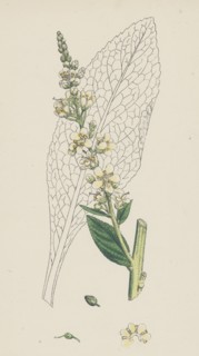 Verbascum Lychnitis; White Mullein