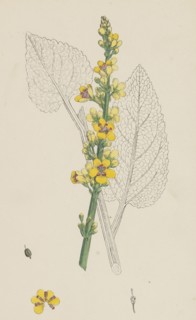Verbascum nigrum; Dark Mullein